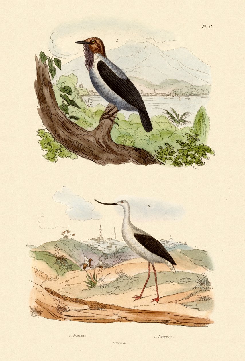 Pájaro Campana Barbudo, 1833-39 de French School