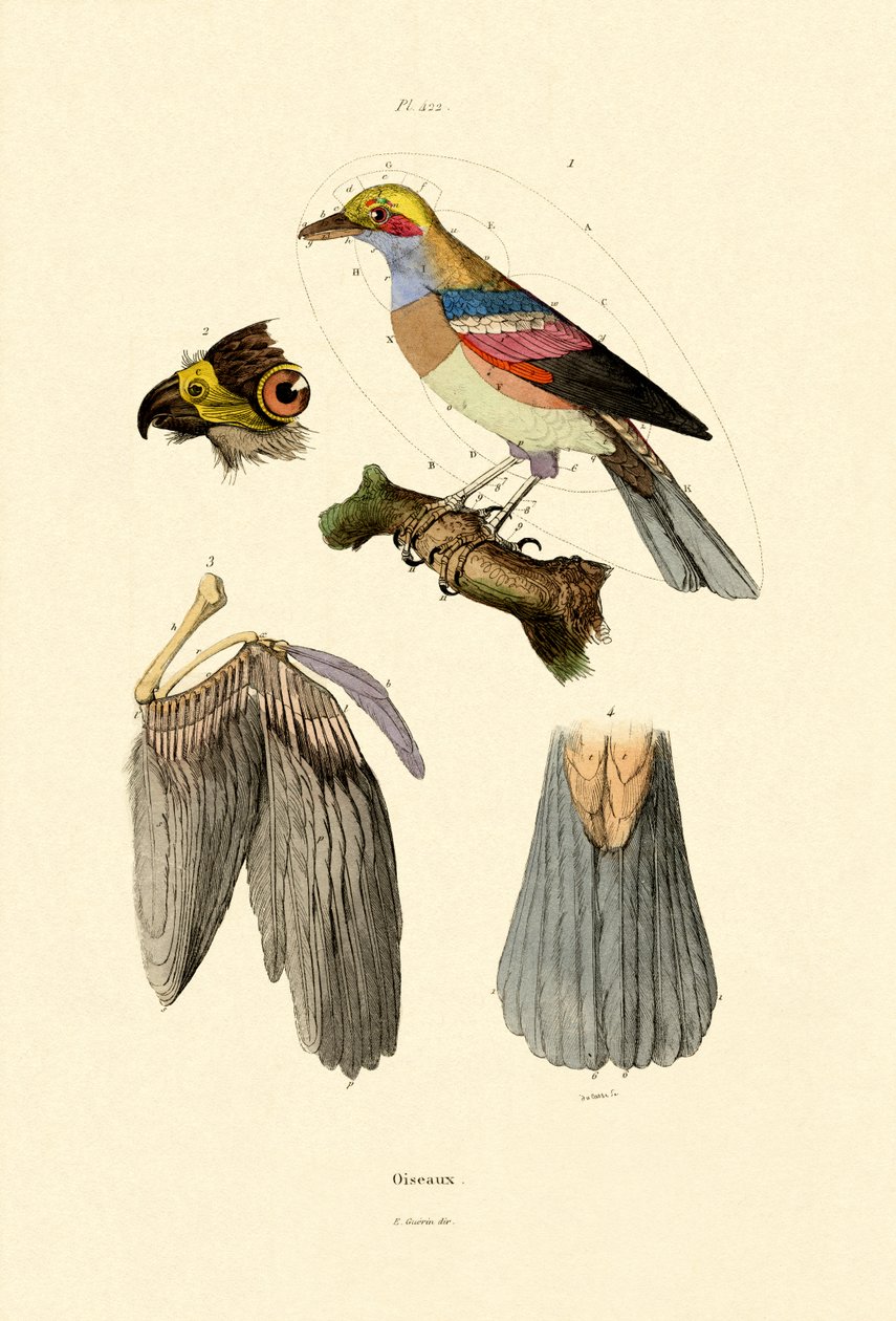 Pájaros de French School