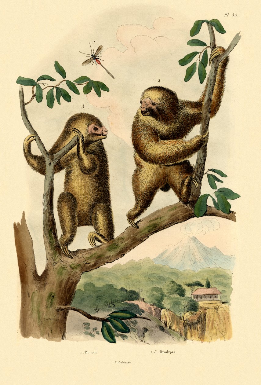 Avispa Bracónida, 1833-39 de French School