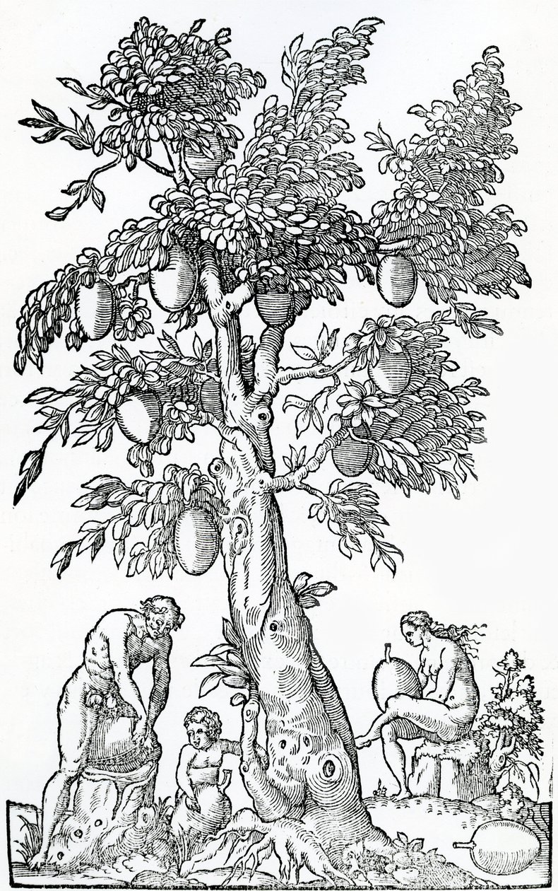 Cosecha de fruta del pan, ilustración de Singularidades de Francia Antártica, por André de Thevet, 1558 de French School