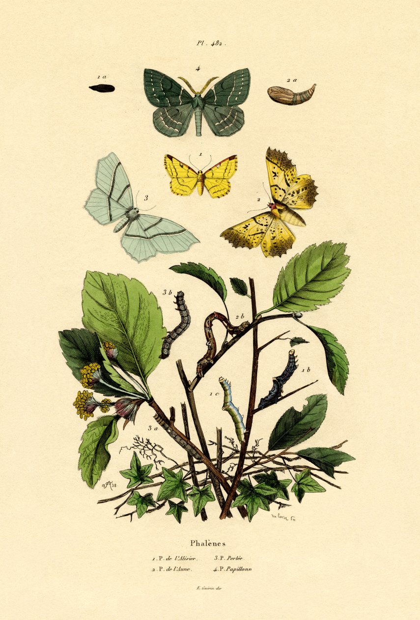 Mariposas, 1833-39 de French School