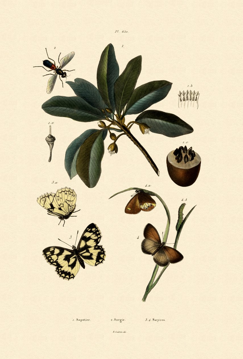Mariposa, 1833-39 de French School