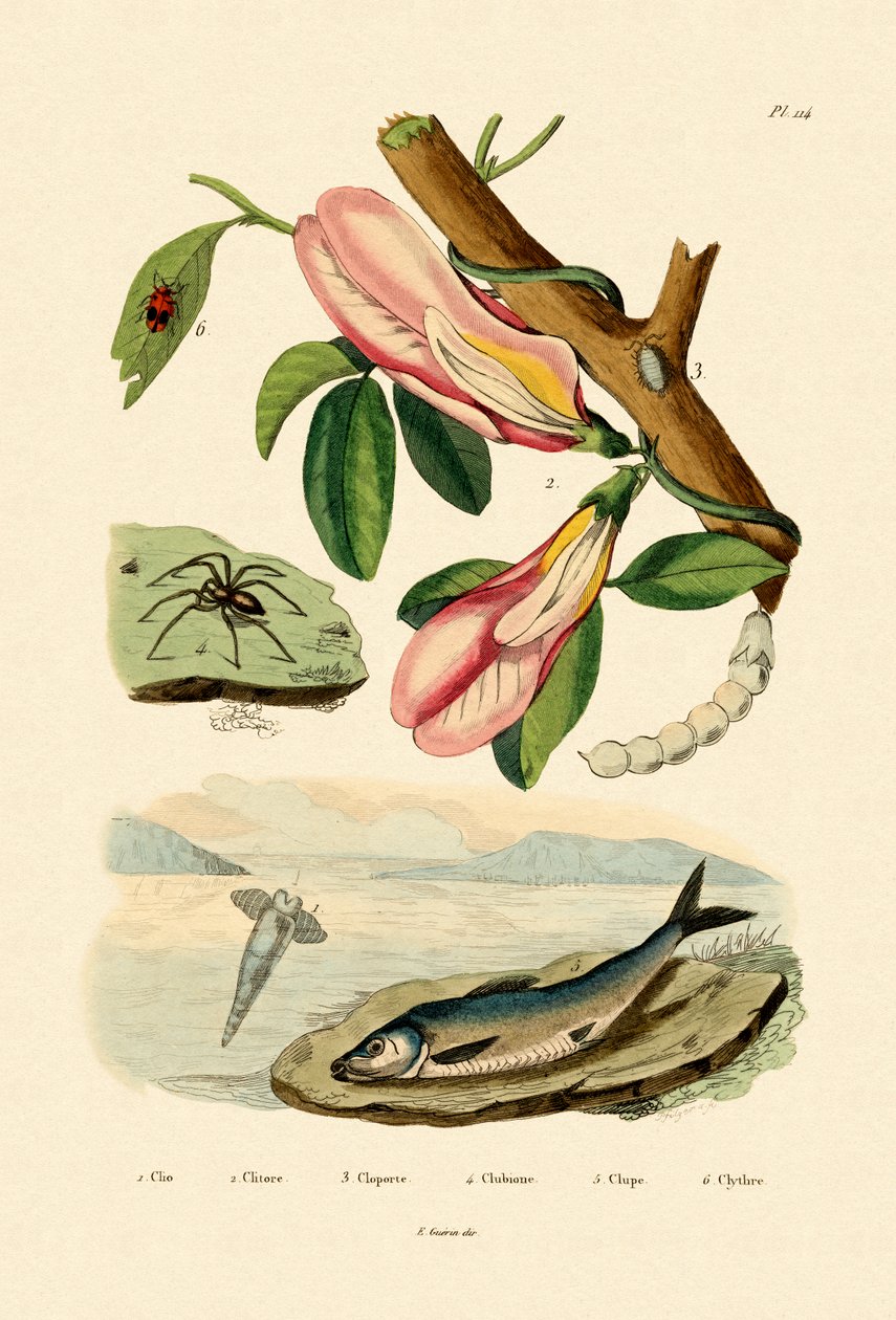 Guisante Mariposa de French School