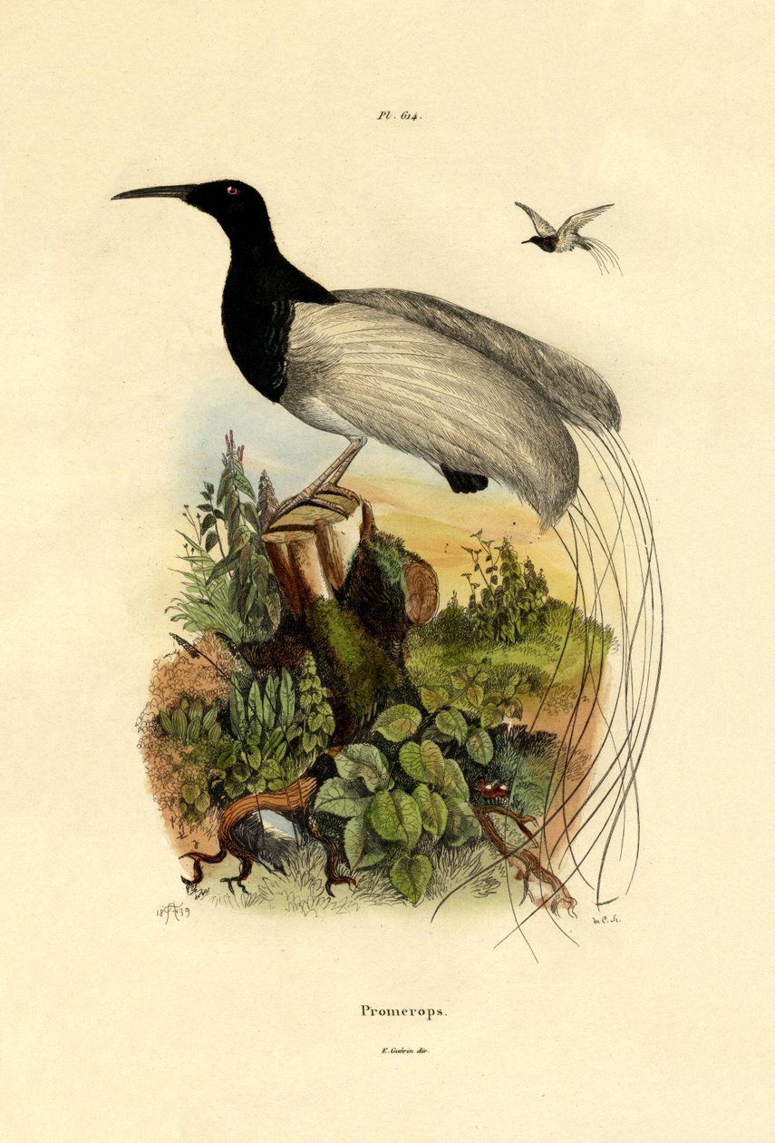 Pájaro azucarero del Cabo de French School