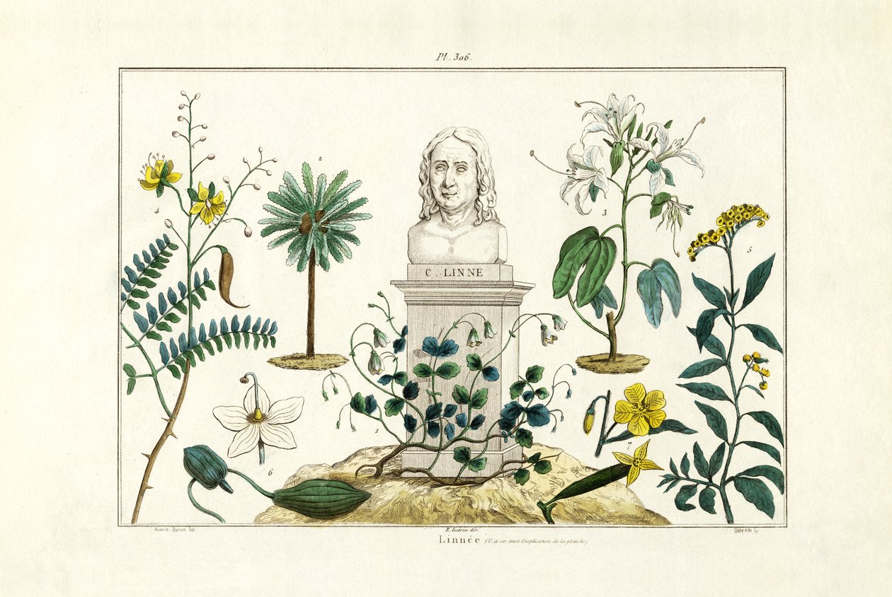 Carl von Linné, 1833-39 de French School