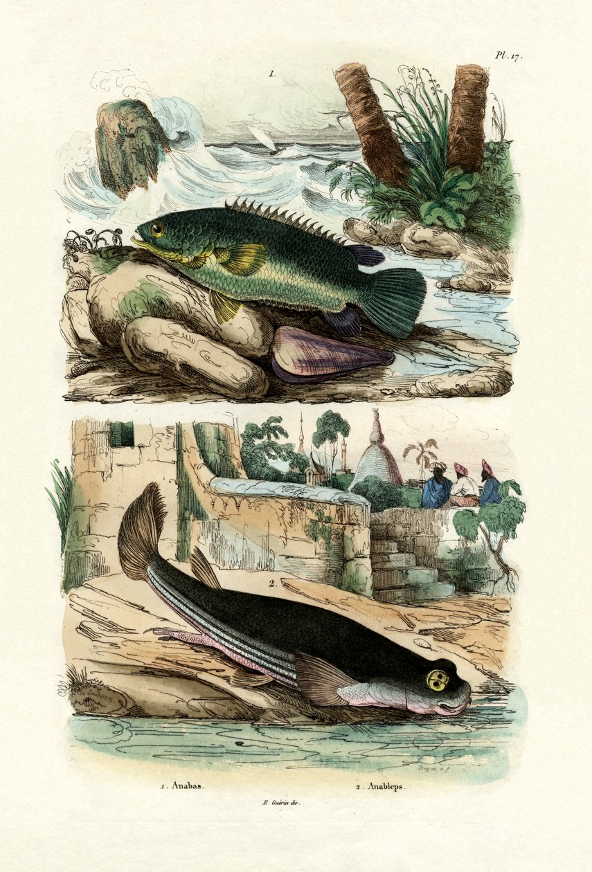Perca trepadora, 1833-39 de French School