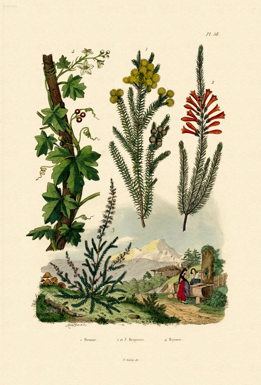 Cafeto, 1833-39 de French School