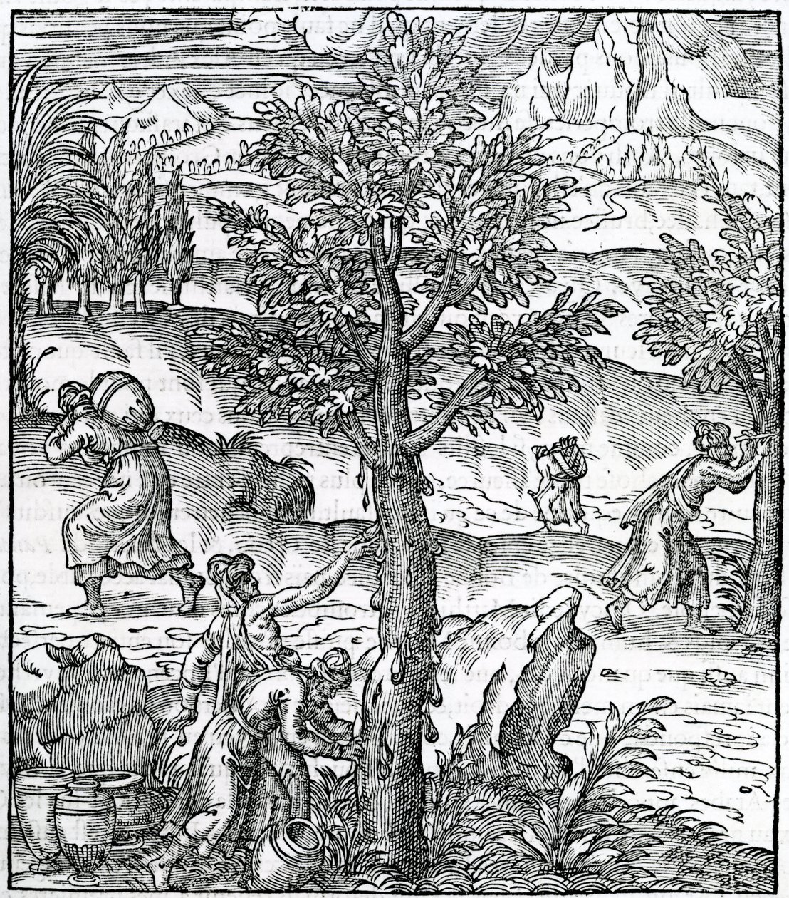 Recolección de incienso de los pinos, ilustración de Cosmographie Universelle, por Andre de Thevet, 1575 de French School