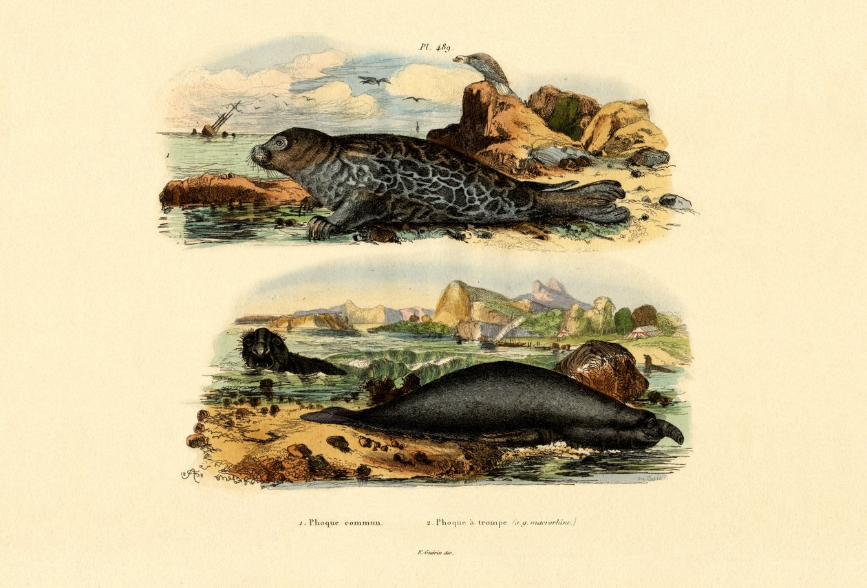 Foca común, 1833-39 de French School