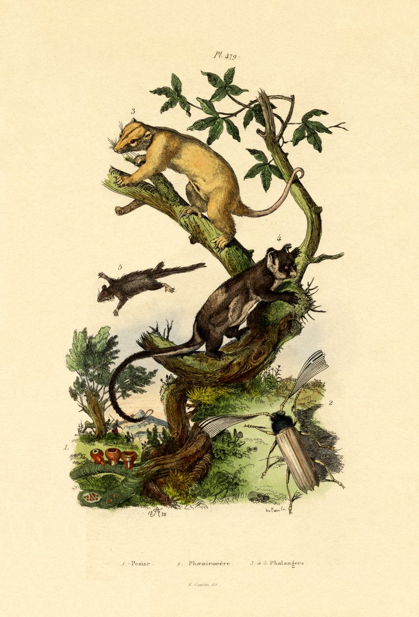 Taza Morel, 1833-39 de French School