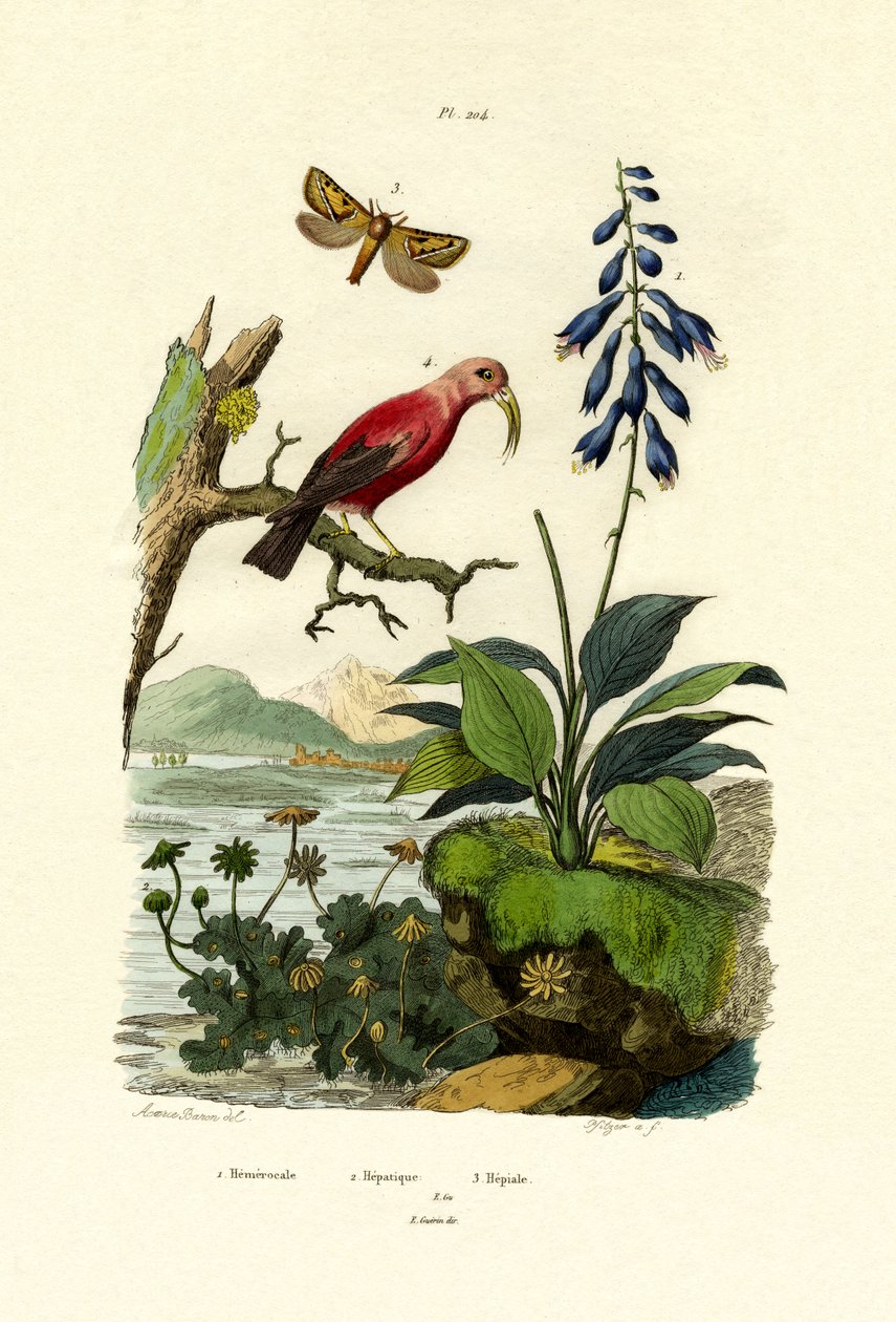 Lirio de día, 1833-39 de French School