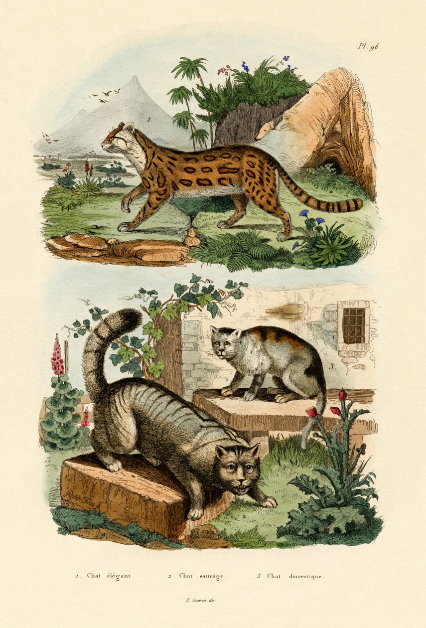 Gato doméstico de French School