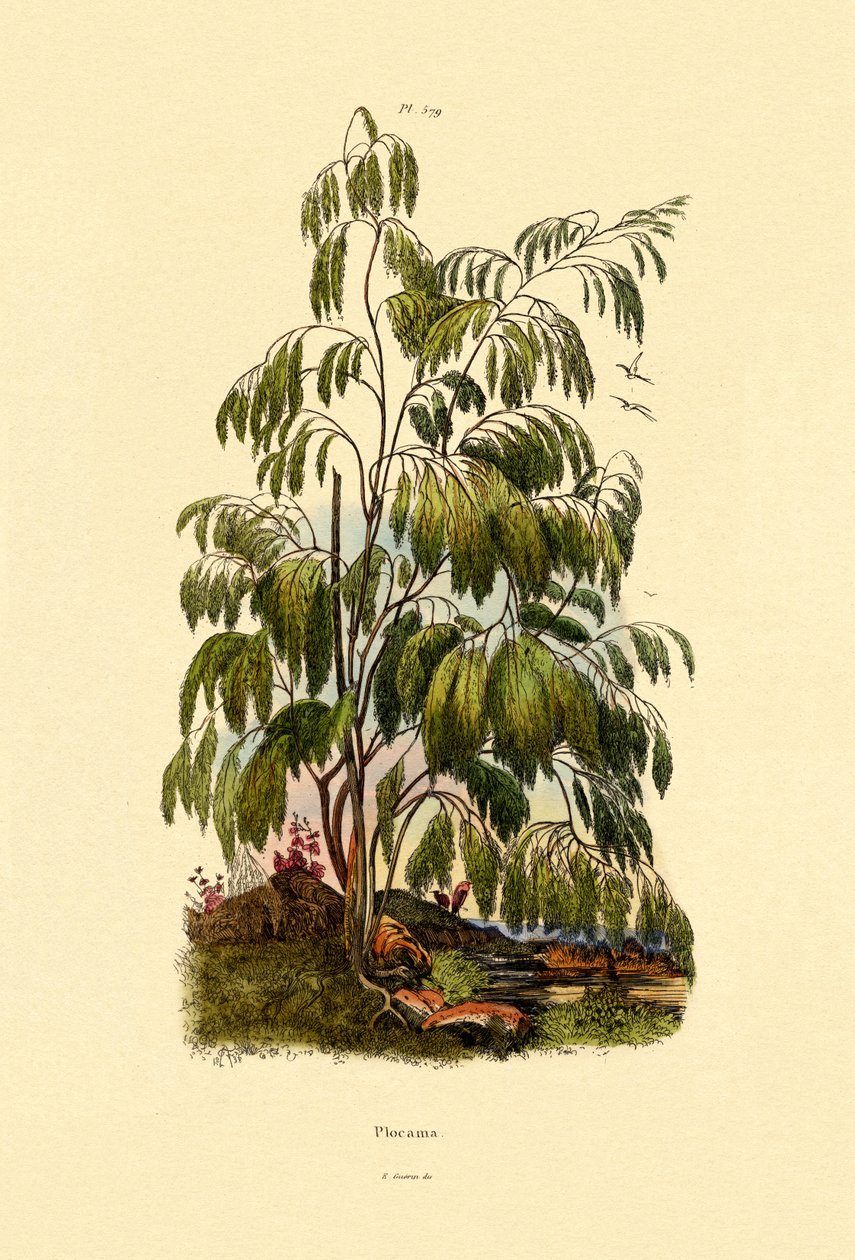 Arbusto perenne de French School