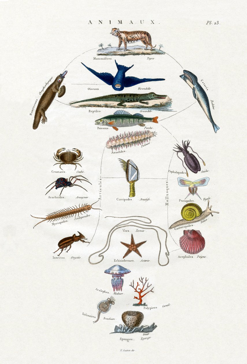 Evolución, 1833-39 de French School