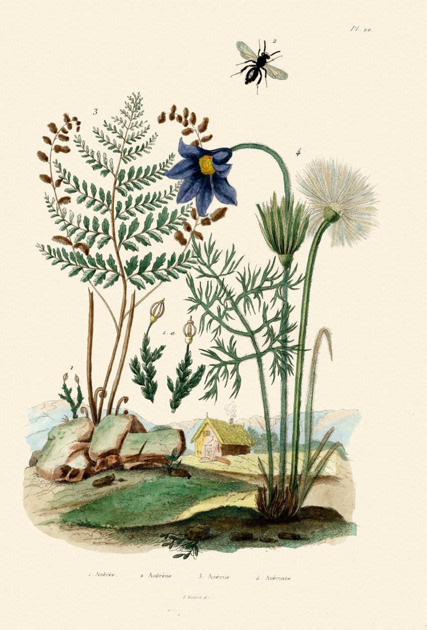 Helecho, 1833-39 de French School