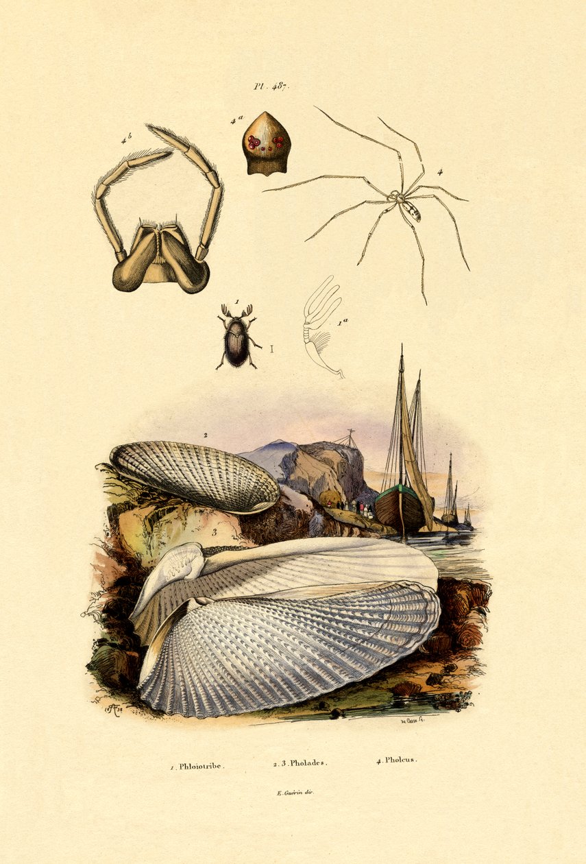 Concha de dedo, 1833-39 de French School