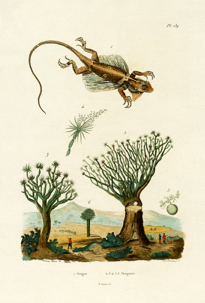 Dragón Volador de French School