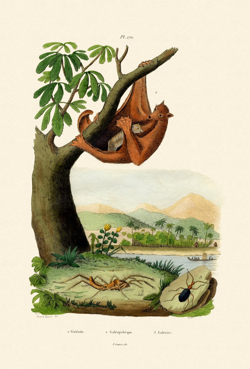 Lémur Volador de French School