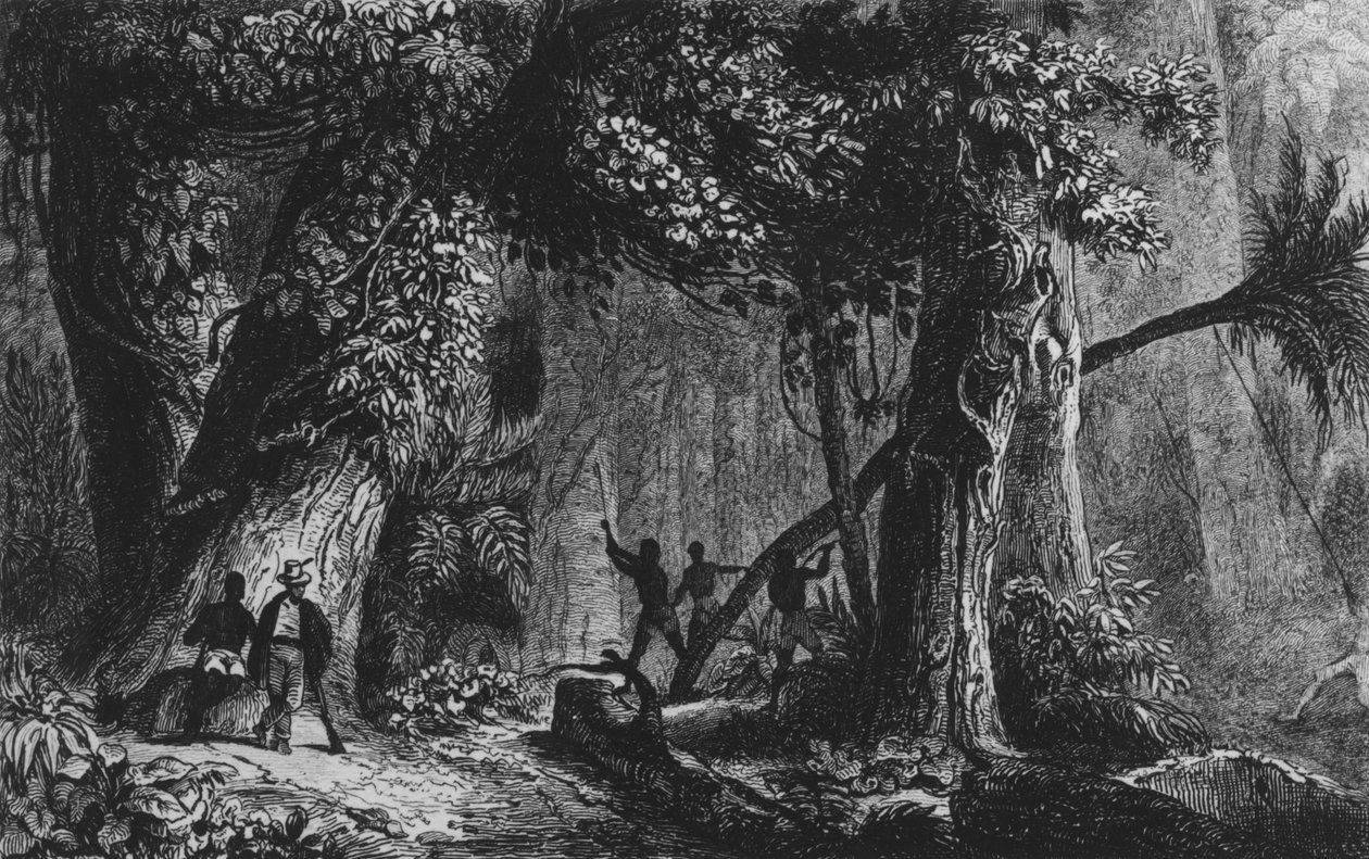 Apertura del bosque de 