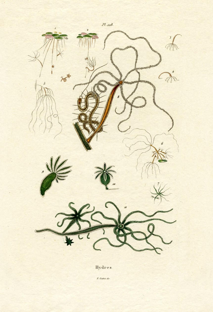 Pólipos de agua dulce, 1833-39 de French School