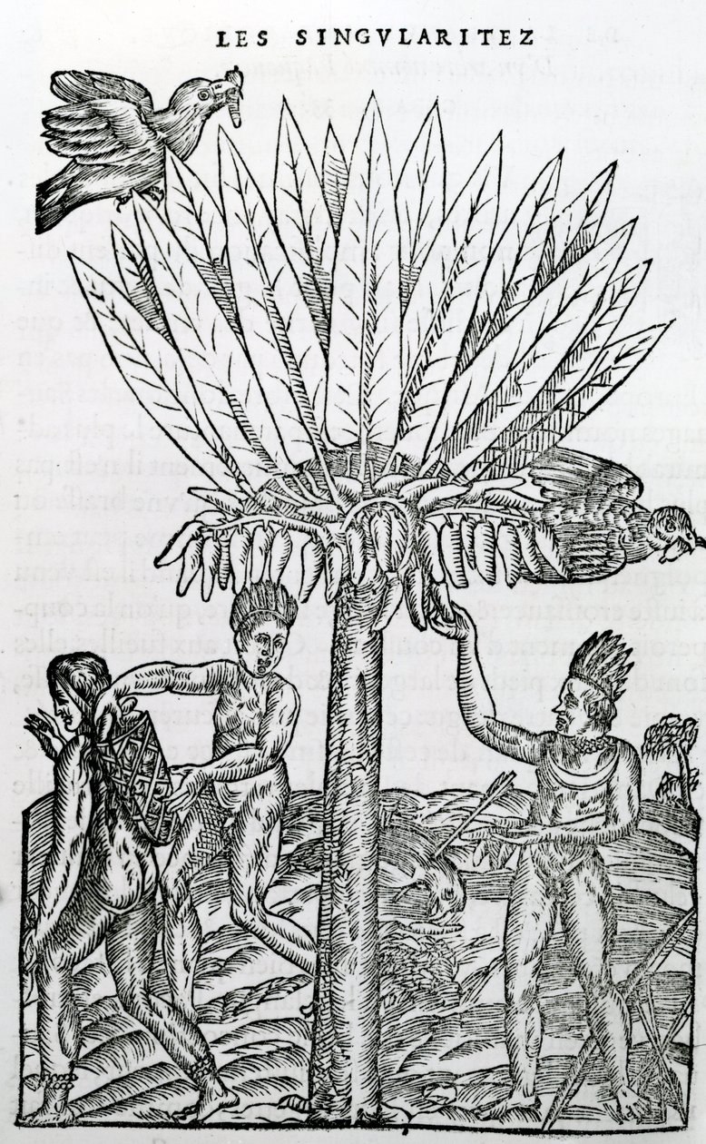 Cosecha, ilustración de Singularidades de Francia Antártica, por André de Thevet, 1558 de French School