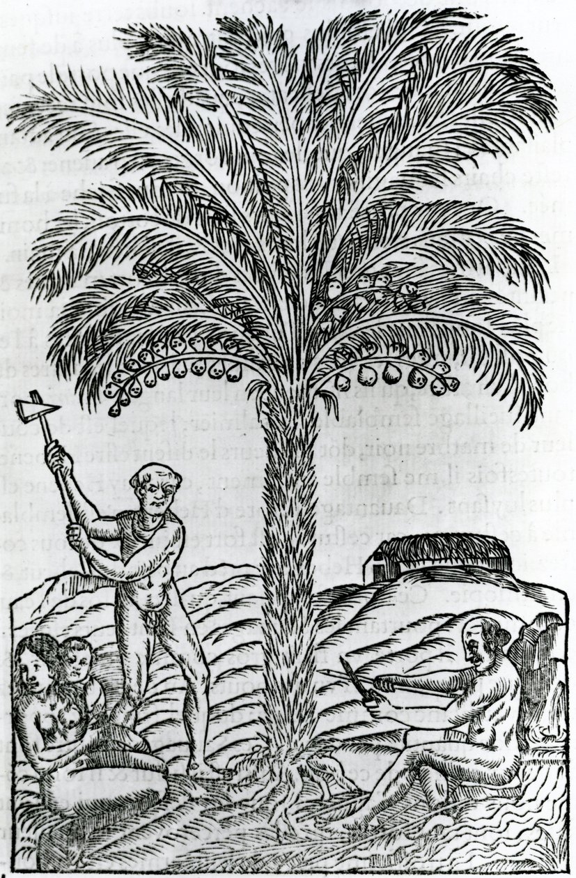 Cosecha, ilustración de Singularidades de Francia Antártica, por André de Thevet, 1558 de French School