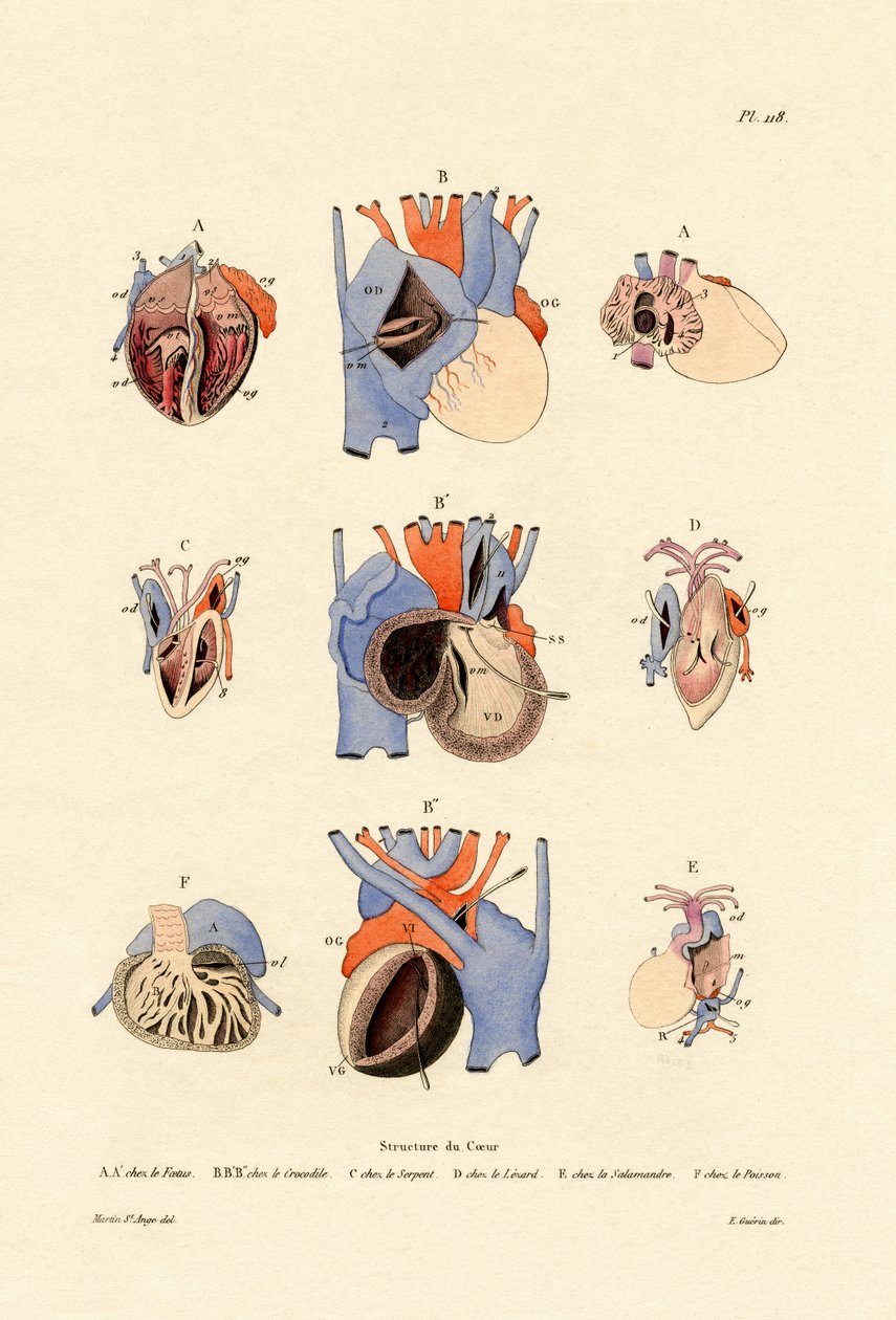 Estructura del Corazón de French School