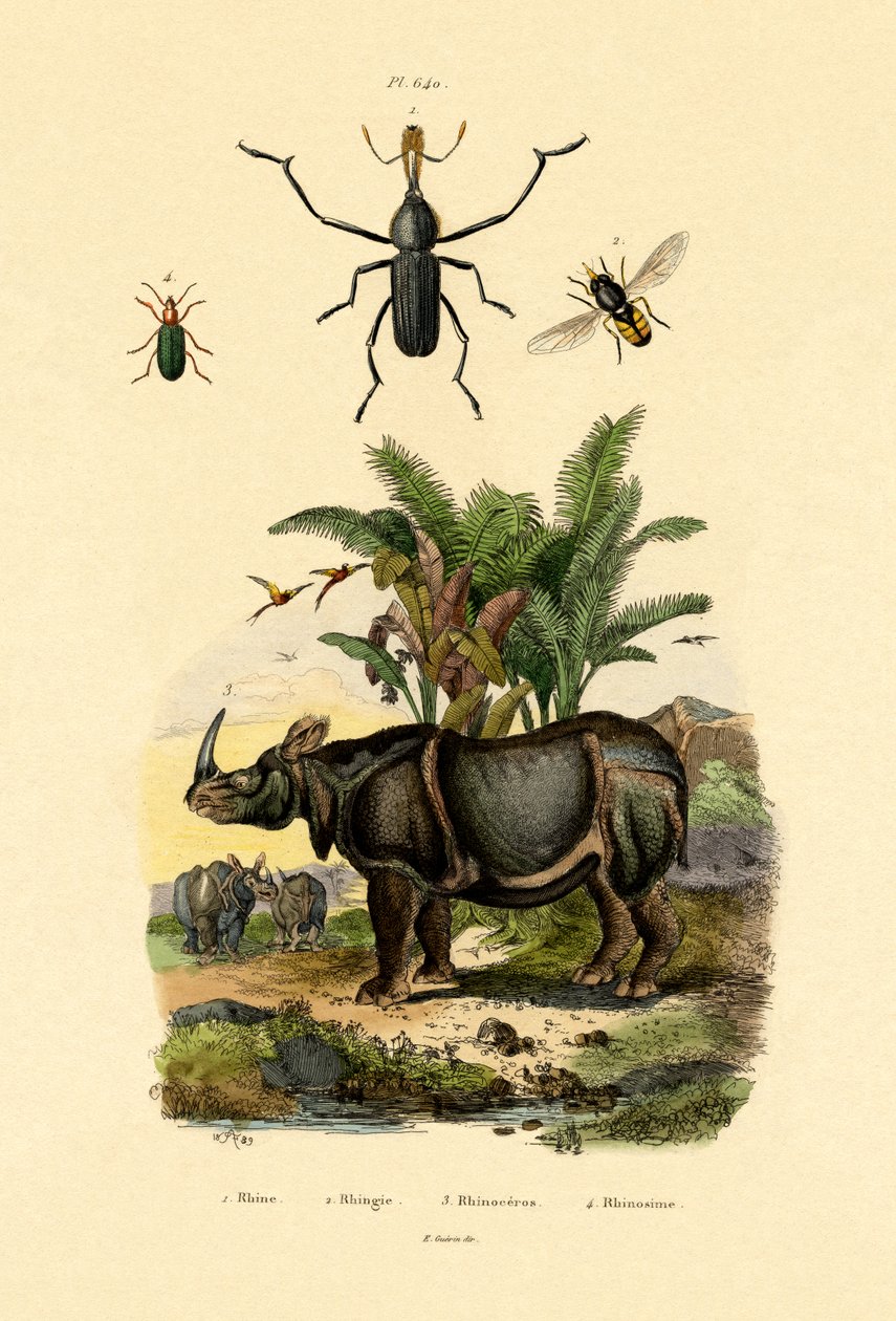 Mosca flotante, 1833-39 de French School