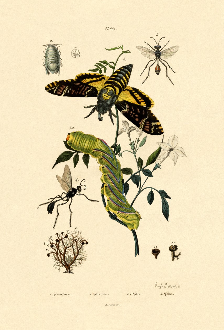Mosca de las flores de French School
