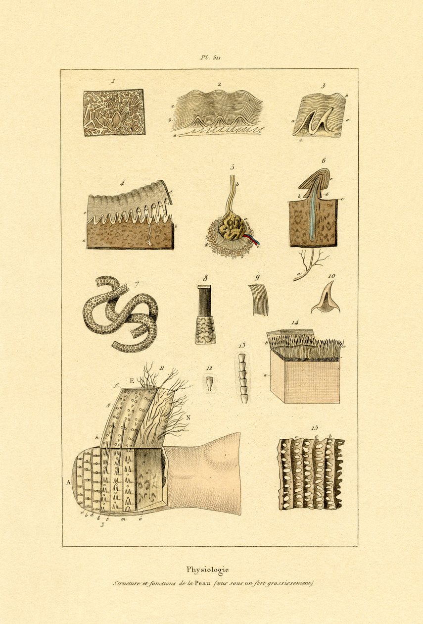 Piel humana, 1833-39 de French School