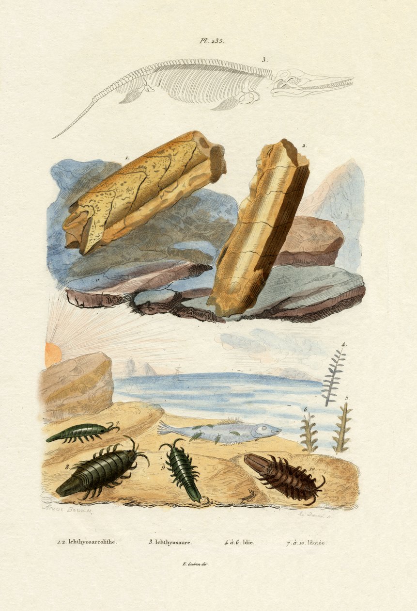 Ictiosaurio, 1833-39 de French School
