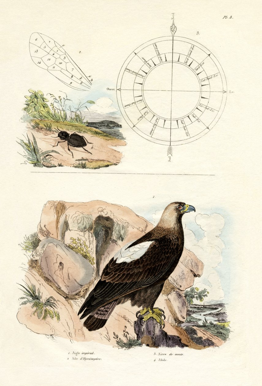 Águila Imperial, 1833-39 de French School
