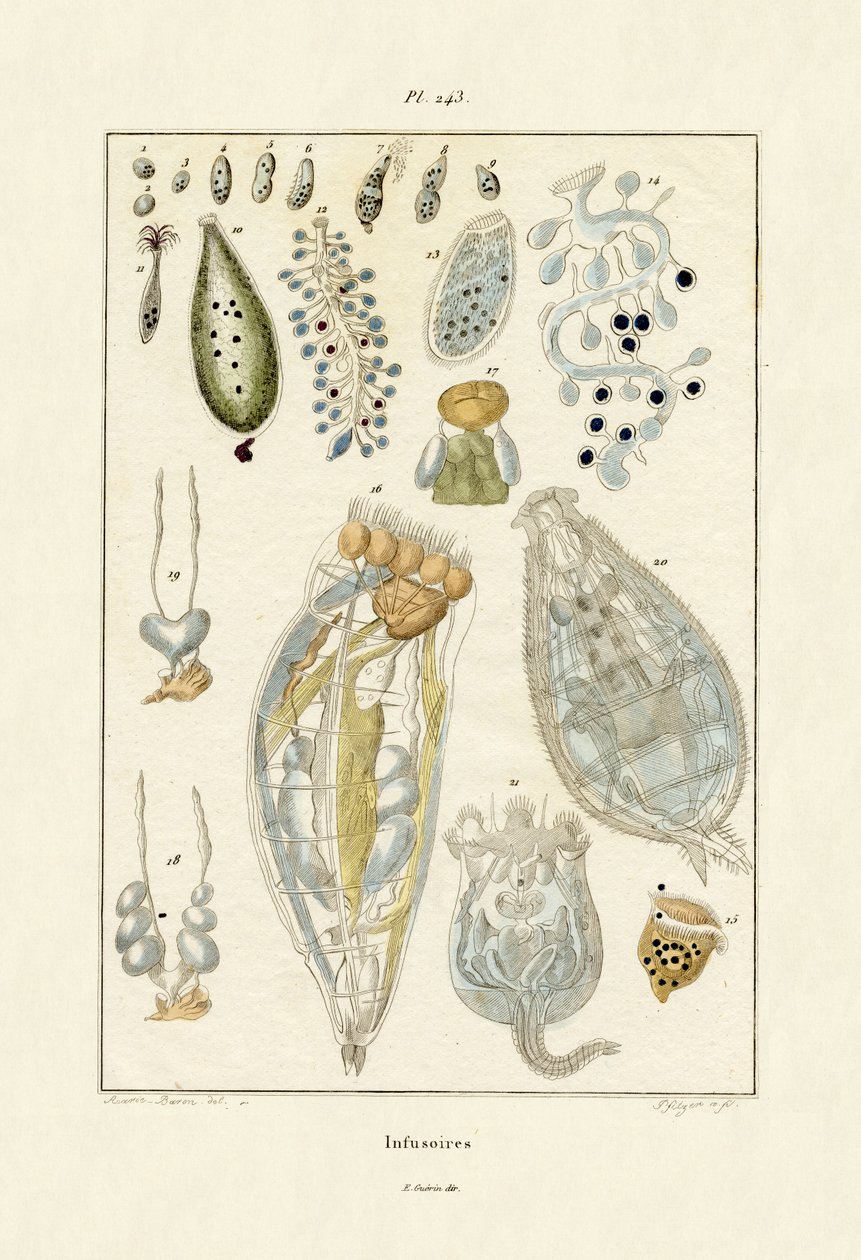 Infusorios, 1833-39 de French School
