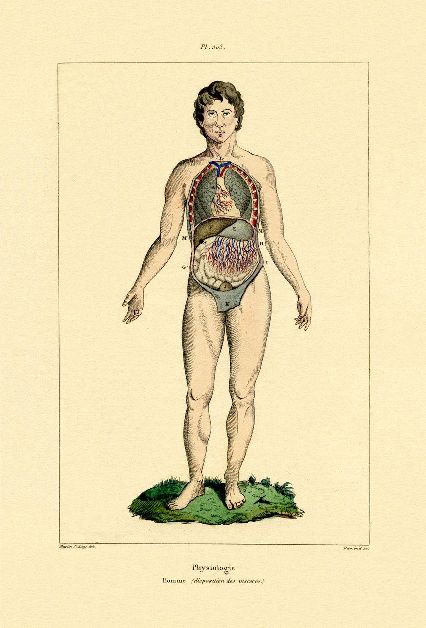 Intestinos, 1833-39 de French School