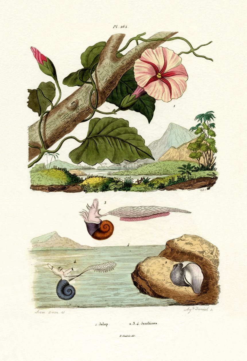 Jalapa de French School
