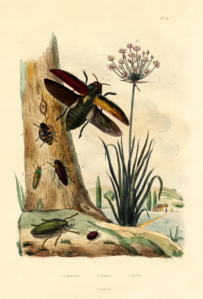Escarabajos Joya, 1833-39 de French School