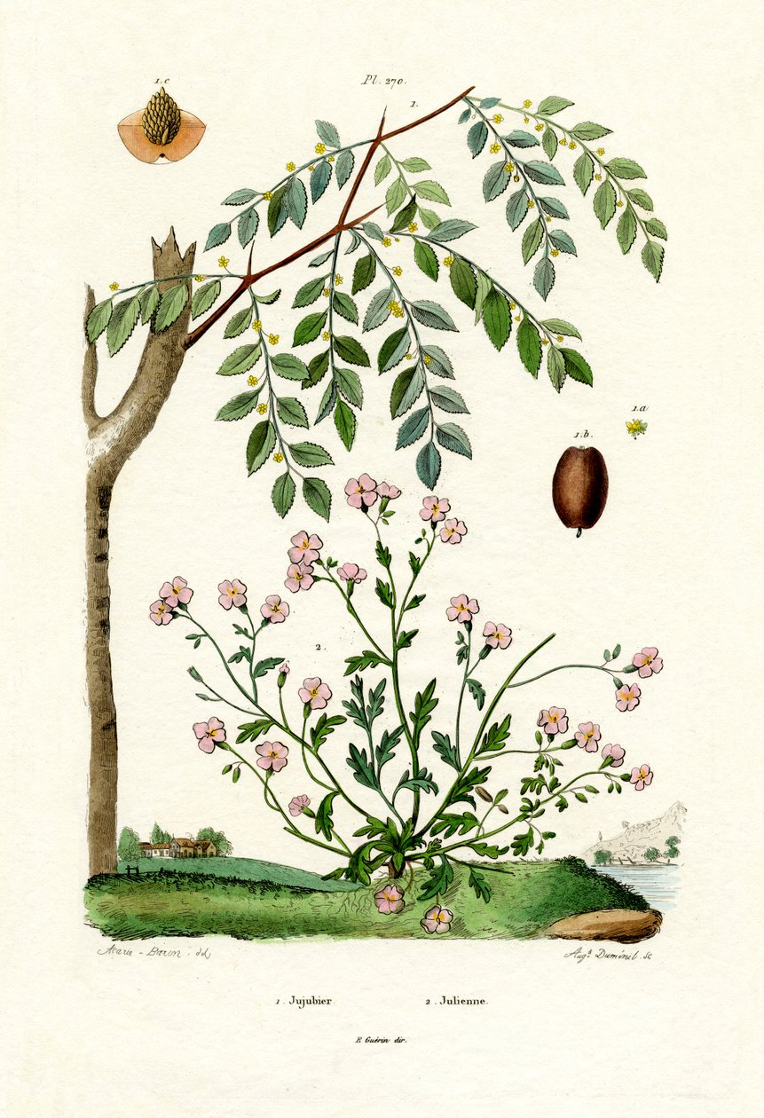 Jujube de French School