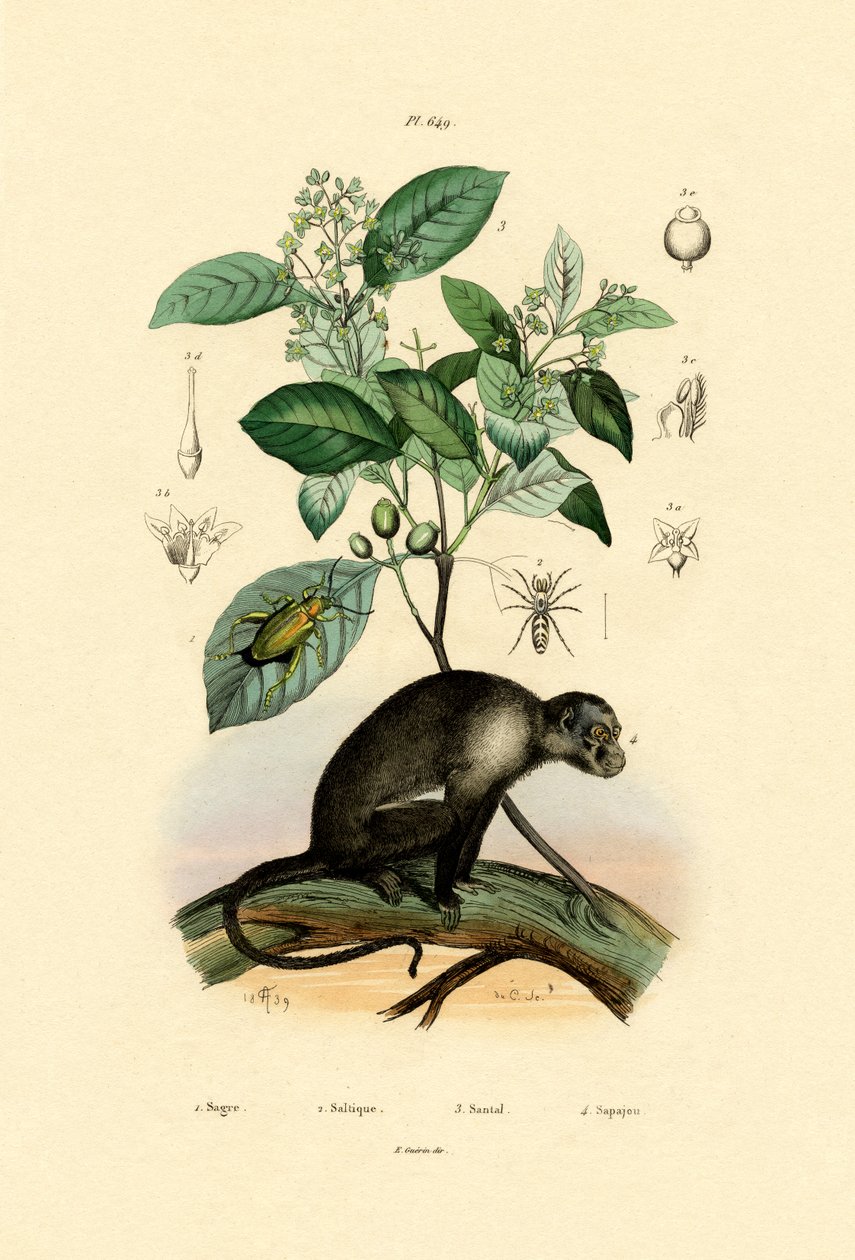 Araña saltadora, 1833-39 de French School