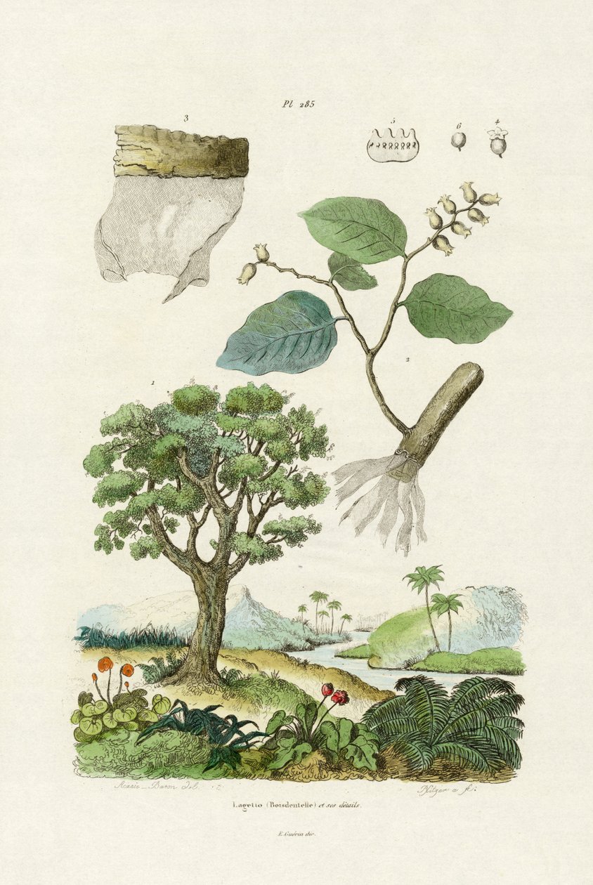 Árbol de Corteza de Encaje de French School