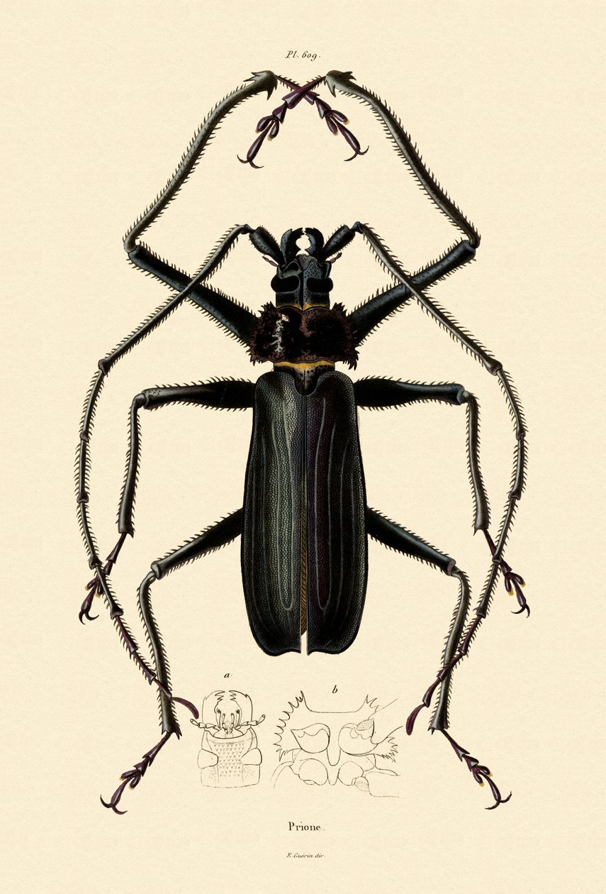 Escarabajo de cuernos largos de French School