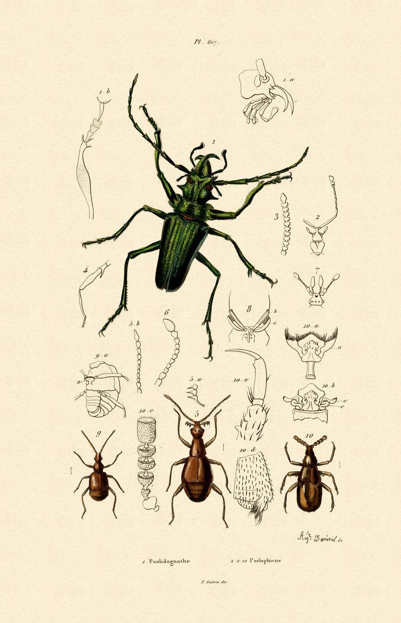 Escarabajo de cuernos largos de French School