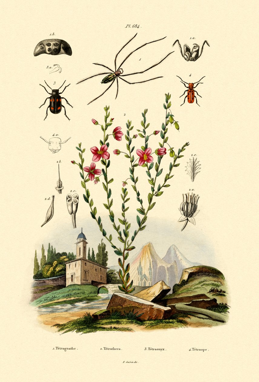 Araña de mandíbula larga, 1833-39 de French School