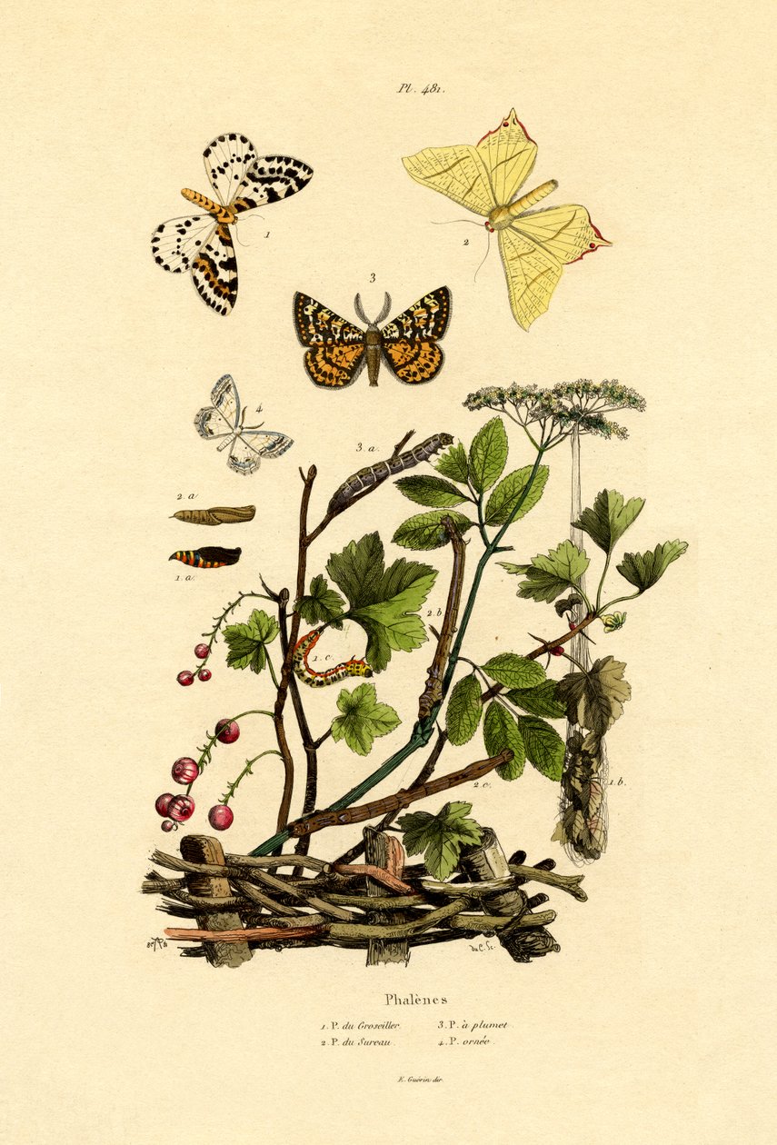Polilla urraca, 1833-39 de French School