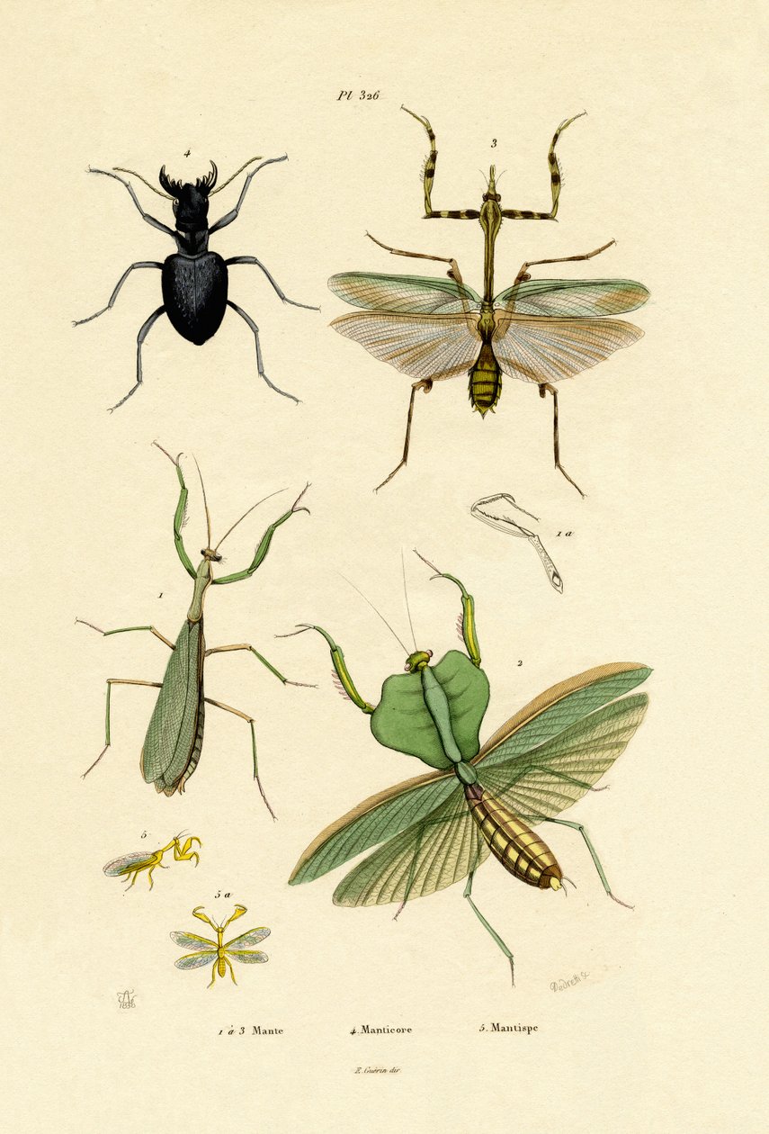 Mantis | French School | Impresión de arte