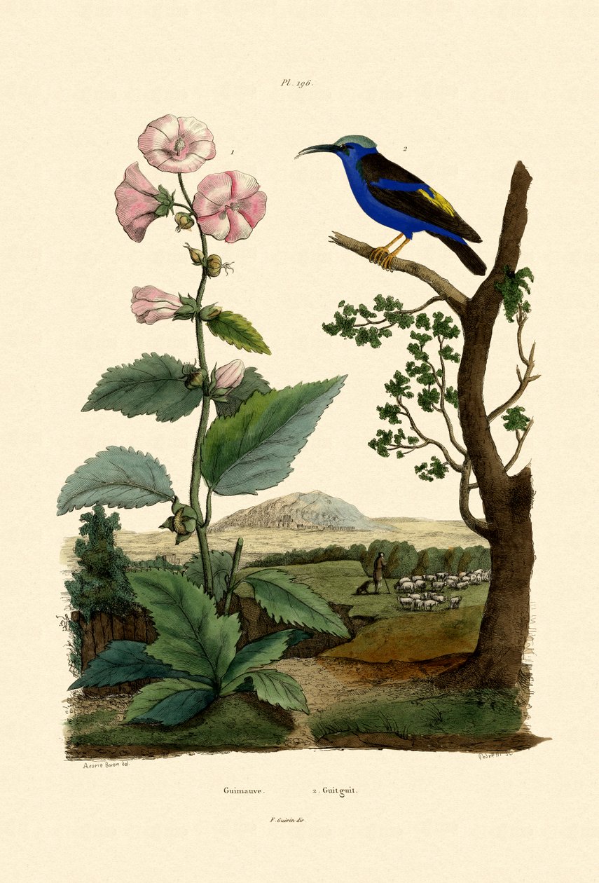 Malvavisco, 1833-39 de French School