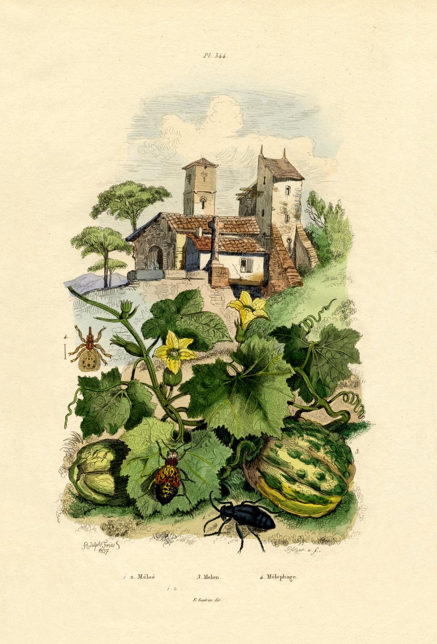 Melón de French School