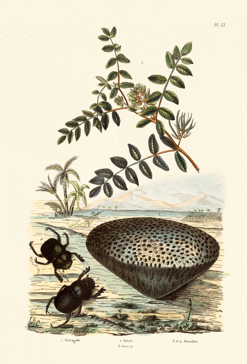 Astrágalo, 1833-39 de French School