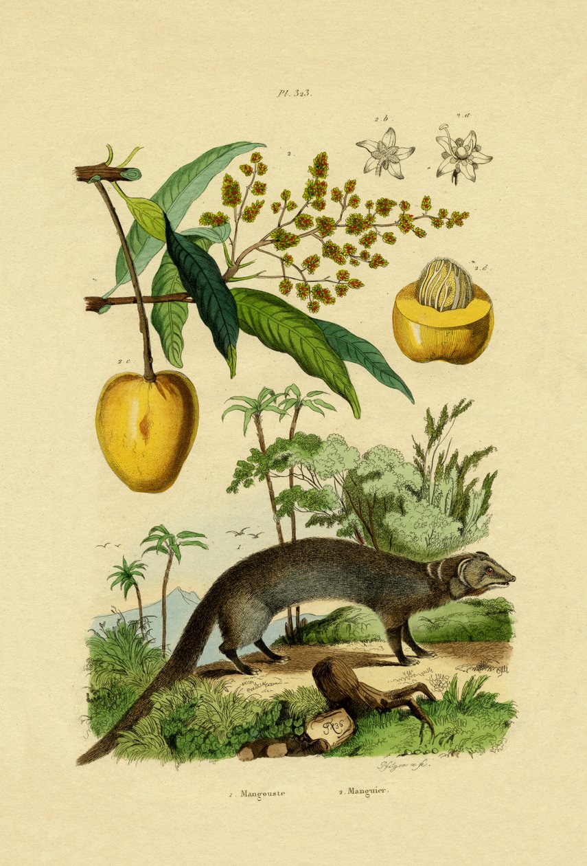 Mangosta de French School
