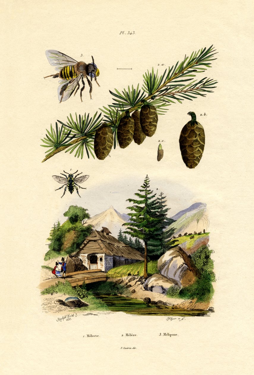 Abeja de luto de French School