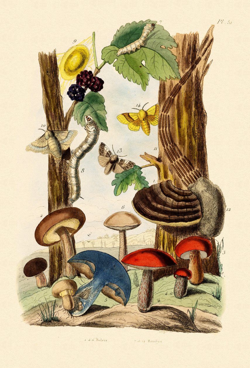 Hongos, 1833-39 de French School
